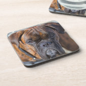 Sluiting van een Brindle Boxer Puppy Dog Bier Onderzetter (Linkerzijde)