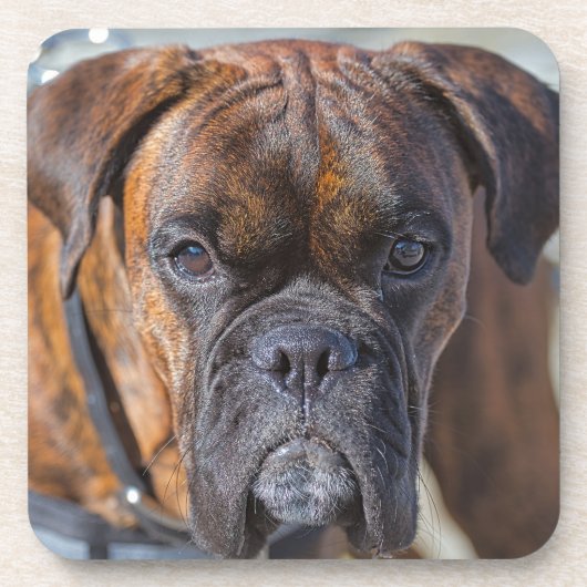 Sluiting van een Brindle Boxer Puppy Dog Bier Onderzetter (Voorkant)