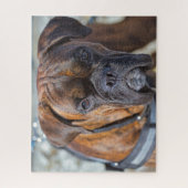 Sluiting van een Brindle Boxer Puppy Dog Legpuzzel (Verticaal)