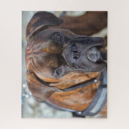 Sluiting van een Brindle Boxer Puppy Dog Legpuzzel (Verticaal)