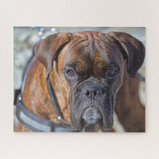 Sluiting van een Brindle Boxer Puppy Dog Legpuzzel (Horizontaal)