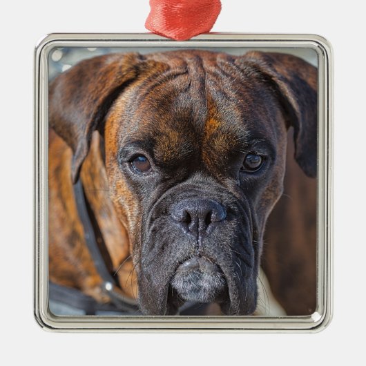 Sluiting van een Brindle Boxer Puppy Dog Metalen Ornament (Voorkant)