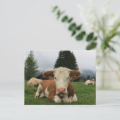 Sluiting van een bruine en witte koe briefkaart (Staand voorkant)