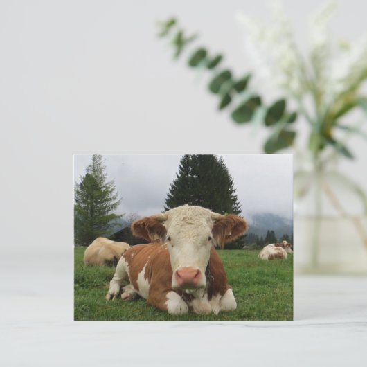 Sluiting van een bruine en witte koe briefkaart (Staand voorkant)