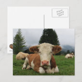 Sluiting van een bruine en witte koe briefkaart (Voorkant / Achterkant)