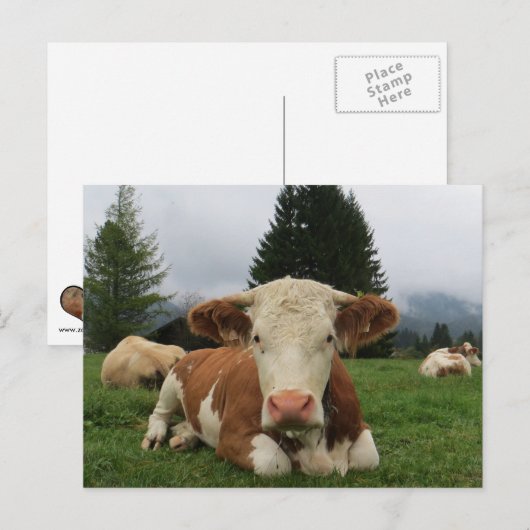 Sluiting van een bruine en witte koe briefkaart (Voorkant / Achterkant)