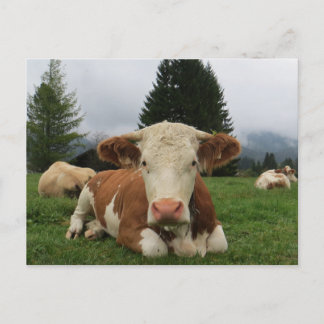 Sluiting van een bruine en witte koe briefkaart