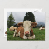 Sluiting van een bruine en witte koe briefkaart (Voorkant / Achterkant)