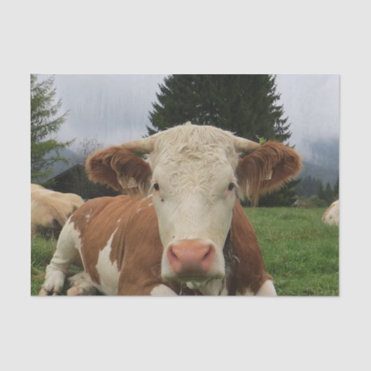 Sluiting van een bruine en witte koe tissuepapier (Voorkant)