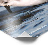 Sluiting van een Busy Sanderling Foto Afdruk (Hoek)