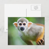 Sluiting van een Common Squirrel Monkey Briefkaart (Voorkant / Achterkant)