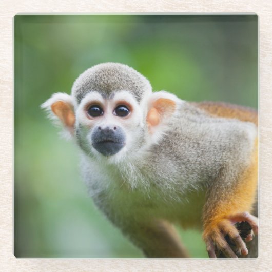 Sluiting van een Common Squirrel Monkey Glazen Onderzetter (Voorkant)