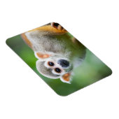 Sluiting van een Common Squirrel Monkey Magneet (Rechterzijde)