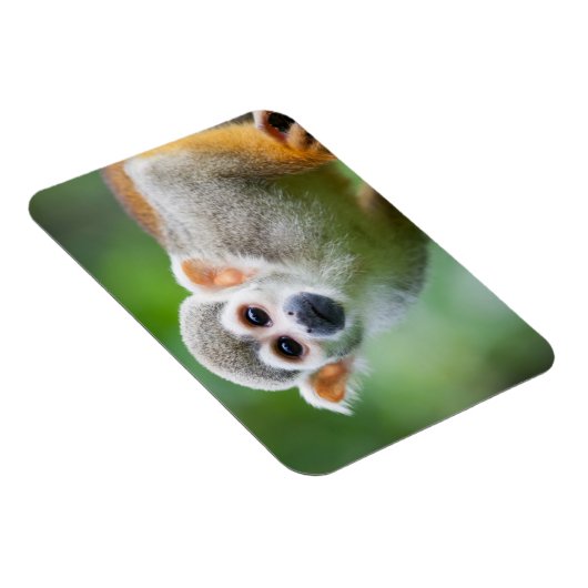 Sluiting van een Common Squirrel Monkey Magneet (Rechterzijde)