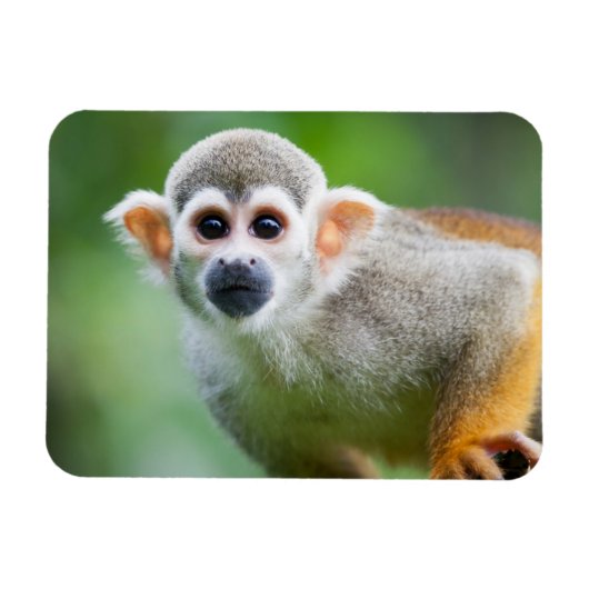 Sluiting van een Common Squirrel Monkey Magneet (Horizontaal)