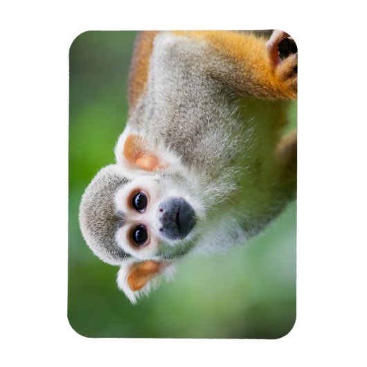 Sluiting van een Common Squirrel Monkey Magneet (Verticaal)