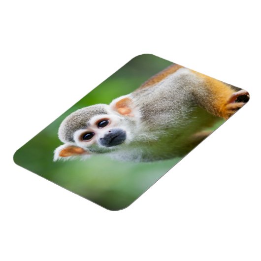 Sluiting van een Common Squirrel Monkey Magneet (Linkerzijde)