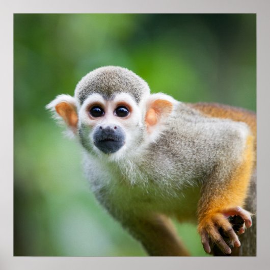 Sluiting van een Common Squirrel Monkey Poster (Voorkant)