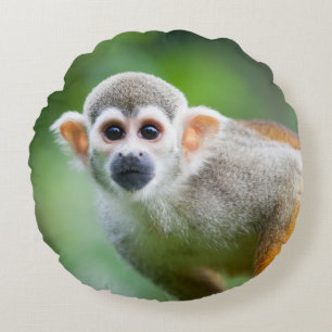Sluiting van een Common Squirrel Monkey Rond Kussen