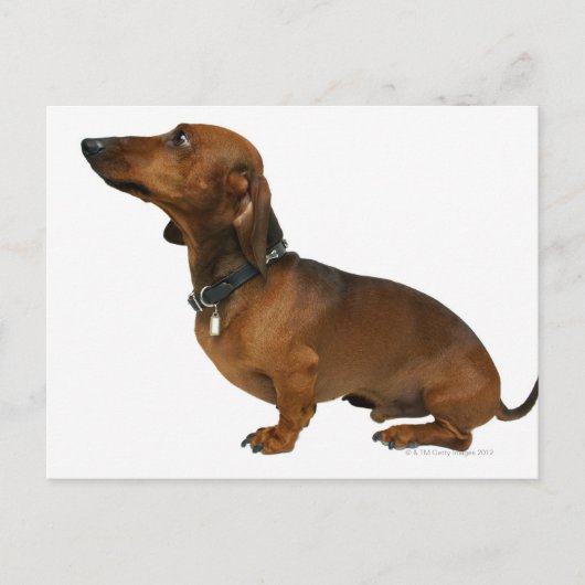 Sluiting van een dachshund briefkaart (Voorkant)
