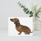 Sluiting van een dachshund briefkaart (Staand voorkant)