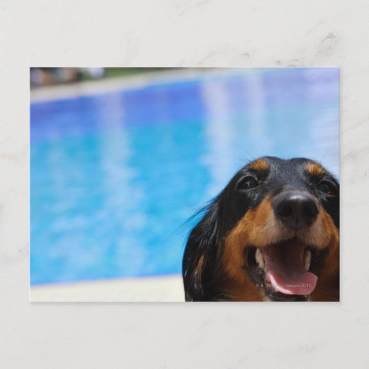 Sluiting van een Dachshund-hond Briefkaart (Voorkant)