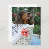Sluiting van een Dachshund-hond in een mand Briefkaart (Voorkant / Achterkant)