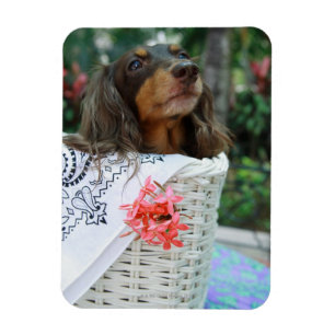 Sluiting van een Dachshund-hond in een mand Magneet