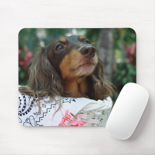 Sluiting van een Dachshund-hond in een mand Muismat (Met muis)