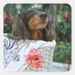 Sluiting van een Dachshund-hond in een mand Vierkante Sticker