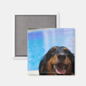 Sluiting van een Dachshund-hond Magneet (Voorkant / Achterkant)