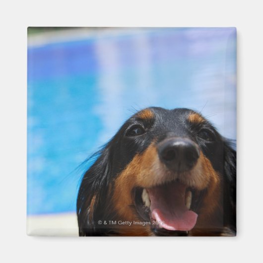 Sluiting van een Dachshund-hond Magneet (Voorkant)