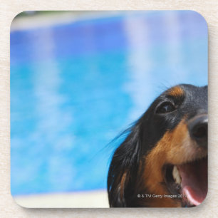 Sluiting van een Dachshund-hond Onderzetter