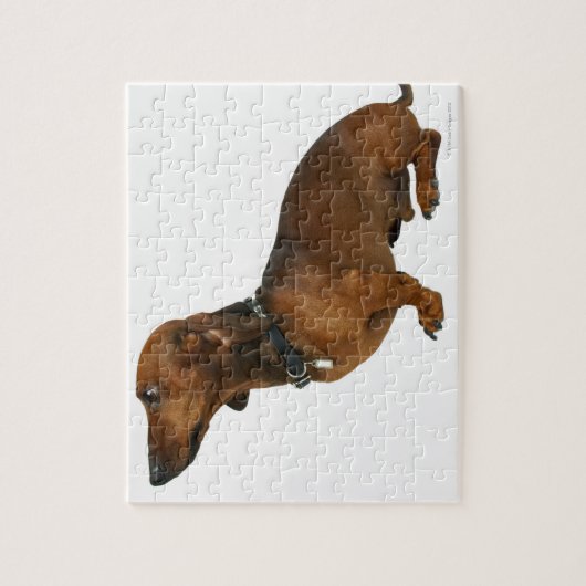 Sluiting van een dachshund legpuzzel (Verticaal)