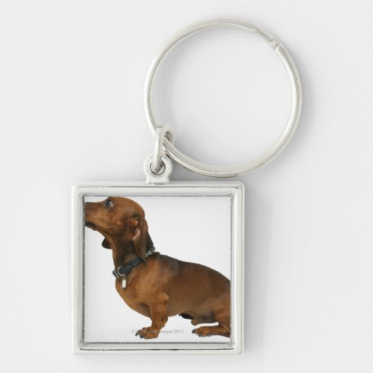 Sluiting van een dachshund sleutelhanger (Voorkant)