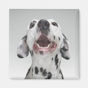 Sluiting van een Dalmatische hond Magneet