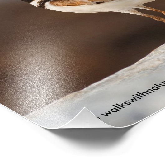 Sluiting van een dode hert foto afdruk (Hoek)