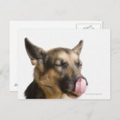 Sluiting van een Duitse herder die zijn neus likt Briefkaart (Voorkant / Achterkant)