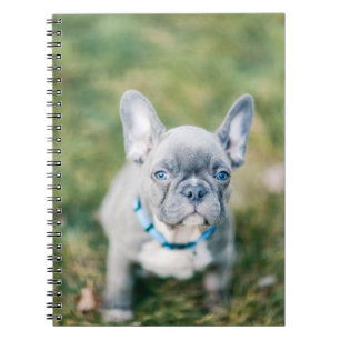 Sluiting van een Franse hond Notitieboek
