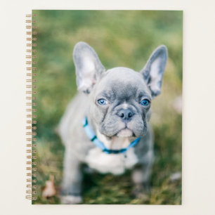 Sluiting van een Franse hond Planner