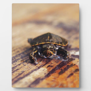 Sluiting van een gekleurde schildpad met Baby Fotoplaat