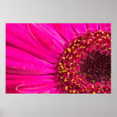 Sluiting van een Gerber daisy Poster (Voorkant)