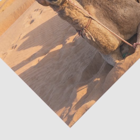 Sluiting van een grappige kameel in de woestijn va tissuepapier (Detail)