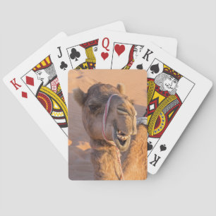 Sluiting van een grappige kamelenkop in de woestij pokerkaarten
