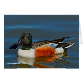 Sluiting van een Handsome Northern Shoveler Duck