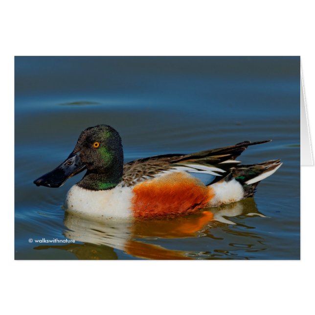 Sluiting van een Handsome Northern Shoveler Duck (Voorkant Horizontaal)