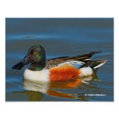 Sluiting van een Handsome Northern Shoveler Duck Foto Afdruk (Voorkant)