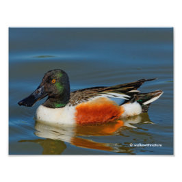 Sluiting van een Handsome Northern Shoveler Duck Foto Afdruk