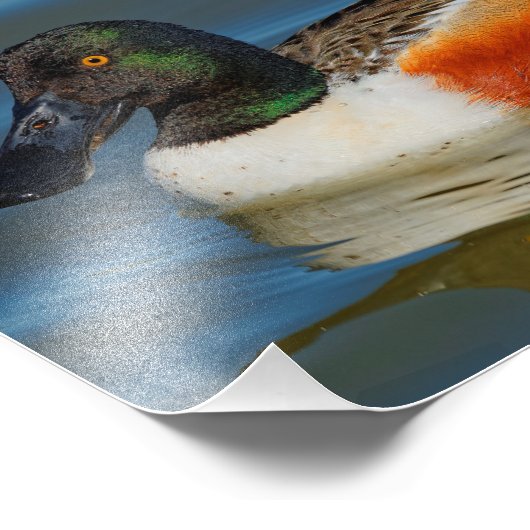 Sluiting van een Handsome Northern Shoveler Duck Foto Afdruk (Hoek)