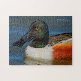 Sluiting van een Handsome Northern Shoveler Duck Legpuzzel